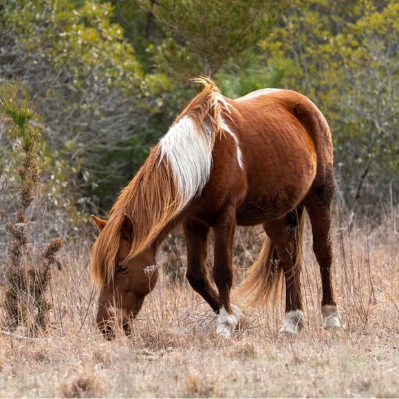 Meet your Posher, Jessie - Picture 3 of 3